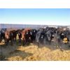 Image 5 : DJC Ranch - 1025# October Grass Steers - 540 Head (Meadow Lake, SK)
