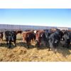 Image 6 : DJC Ranch - 1025# October Grass Steers - 540 Head (Meadow Lake, SK)