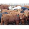 Image 2 : Coro View Farms - 930# Steers - 200 Head (Scandia, AB)
