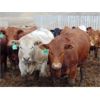 Image 7 : Coro View Farms - 930# Steers - 200 Head (Scandia, AB)