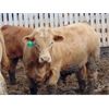 Image 8 : Coro View Farms - 930# Steers - 200 Head (Scandia, AB)