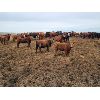 Image 2 : Cactus Coulee Ranch - 825# Heifers - 150 Head (Medicine Hat, AB)