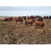 Image 3 : Cactus Coulee Ranch - 825# Heifers - 150 Head (Medicine Hat, AB)