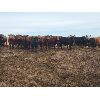 Image 4 : Cactus Coulee Ranch - 825# Heifers - 150 Head (Medicine Hat, AB)