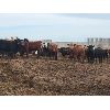 Image 5 : Cactus Coulee Ranch - 825# Heifers - 150 Head (Medicine Hat, AB)