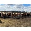 Image 3 : Reilly Lake Ranching - 800# Steers - 53 Head (Lloydminster, AB)