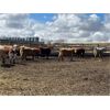 Image 4 : Reilly Lake Ranching - 800# Steers - 53 Head (Lloydminster, AB)