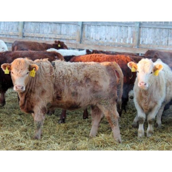 J&R Peterson - 825# Heifers - 66 Head (Barnwell, AB)