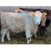 Image 5 : J&R Peterson - 825# Heifers - 66 Head (Barnwell, AB)