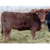 Image 7 : J&R Peterson - 825# Heifers - 66 Head (Barnwell, AB)