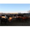 Image 8 : J&R Peterson - 825# Heifers - 66 Head (Barnwell, AB)
