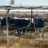 Image 2 : Idaho Dairies/Ranches - 56 Cows (Burley, ID)
