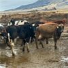 Image 3 : Idaho Dairies/Ranches - 56 Cows (Burley, ID)