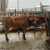 Image 4 : Idaho Dairies/Ranches - 56 Cows (Burley, ID)