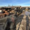Image 3 : Idaho Dairies/Ranches - 46 Cows (Burley, ID)