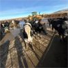 Image 4 : Idaho Dairies/Ranches - 46 Cows (Burley, ID)