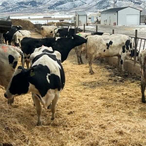 Idaho Dairies/Ranches - 36 Cows (Burley, ID)