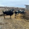 Image 3 : Idaho Dairies/Ranches - 36 Cows (Burley, ID)