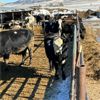 Image 1 : Idaho Dairies/Ranches - 74 Cows (Burley, ID)