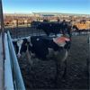 Image 2 : Idaho Dairies/Ranches - 74 Cows (Burley, ID)