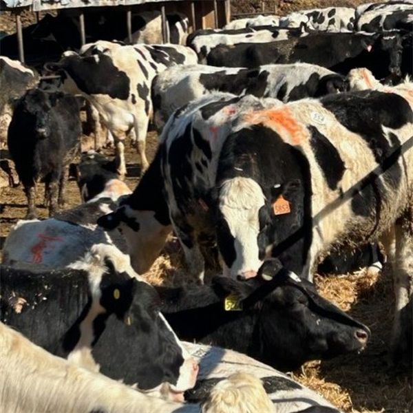 Idaho Dairies/Ranches - 73 Cows (Burley, ID)