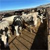 Image 3 : Idaho Dairies/Ranches - 73 Cows (Burley, ID)