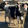 Image 1 : Idaho Dairies/Ranches - 39 Cows (Burley, ID)