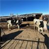Image 2 : Idaho Dairies/Ranches - 39 Cows (Burley, ID)