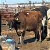 Image 4 : Idaho Dairies/Ranches - 39 Cows (Burley, ID)