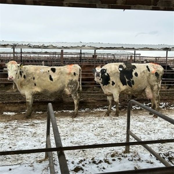 Idaho Dairies/Ranches - 23 Cows (Burley, ID)