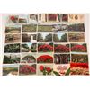 Image 1 : Hawaiian Postcards of Crops, Produce, Trees, Flowers [134827]