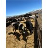 Image 1 : Idaho Dairies/Ranches - 38 Cows (Burley, ID)