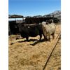 Image 2 : Idaho Dairies/Ranches - 38 Cows (Burley, ID)