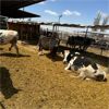 Image 2 : Idaho Dairies/Ranches - 35 Cows (Burley, ID)