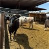 Image 3 : Idaho Dairies/Ranches - 35 Cows (Burley, ID)