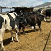 Image 1 : Idaho Dairies/Ranches - 49 Cows (Burley, ID)