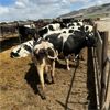 Image 2 : Idaho Dairies/Ranches - 49 Cows (Burley, ID)
