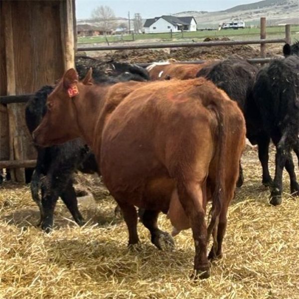 Idaho Dairies/Ranches - 52 Cows (Burley, ID)