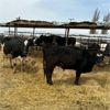 Image 2 : Idaho Dairies/Ranches - 52 Cows (Burley, ID)