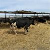 Image 3 : Idaho Dairies/Ranches - 52 Cows (Burley, ID)