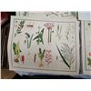 Image 10 : 9 Very old McMillan wild flowers prints - 21"x17"
