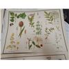 Image 2 : 9 Very old McMillan wild flowers prints - 21"x17"