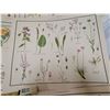 Image 3 : 9 Very old McMillan wild flowers prints - 21"x17"