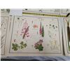 Image 5 : 9 Very old McMillan wild flowers prints - 21"x17"
