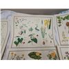 Image 7 : 9 Very old McMillan wild flowers prints - 21"x17"