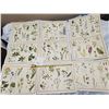 Image 1 : 9 Very old McMillan, wild flowers prints - 21"x17"
