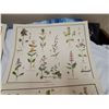 Image 4 : 9 Very old McMillan, wild flowers prints - 21"x17"