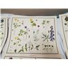 Image 5 : 9 Very old McMillan, wild flowers prints - 21"x17"