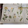 Image 8 : 9 Very old McMillan, wild flowers prints - 21"x17"