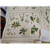 Image 9 : 9 Very old McMillan, wild flowers prints - 21"x17"